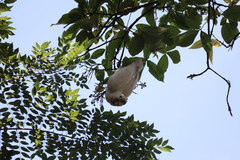 Cacatua goffiniana