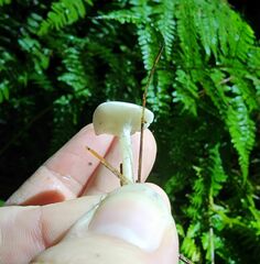Leucocybe candicans