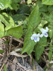 Asystasia intrusa