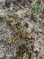 Selaginella rupestris