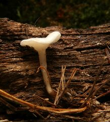 Leucocybe candicans