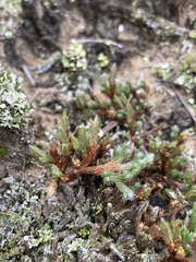 Selaginella rupestris