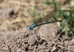 Argia lugens
