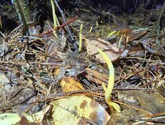 Clavulinopsis appalachiensis