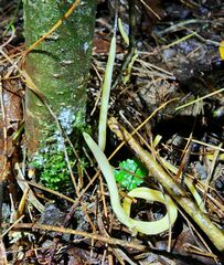 Clavulinopsis appalachiensis