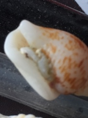 Columbella mercatoria