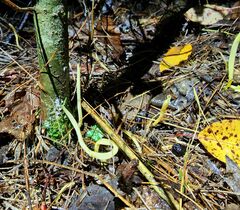 Clavulinopsis appalachiensis