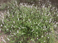 Persicaria bicornis