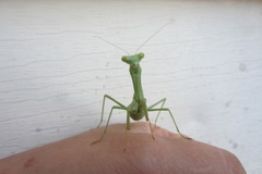 Stagmomantis carolina