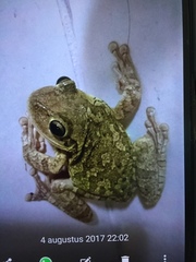 Osteopilus septentrionalis