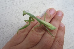 Stagmomantis carolina