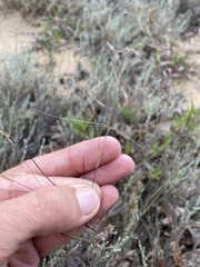 Aristida tuberculosa