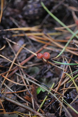 Mycena rosella