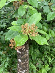 Viburnum nudum