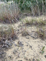 Aristida tuberculosa