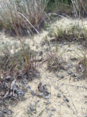 Aristida tuberculosa