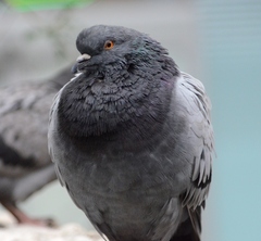Columba livia domestica
