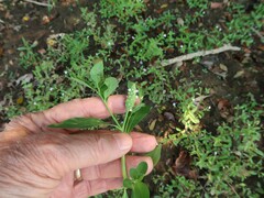 Sphenoclea zeylanica