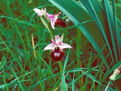 Ophrys ferrum-equinum