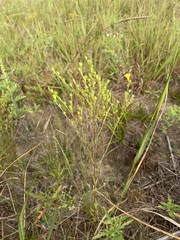 Linum sulcatum
