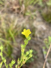Linum sulcatum