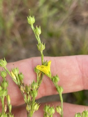 Linum sulcatum