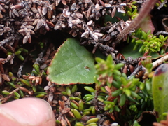 Micranthes occidentalis