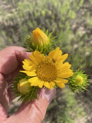 Grindelia ciliata