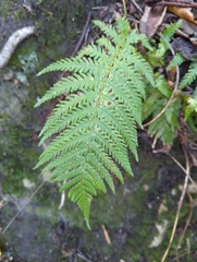 Dryopteridoideae