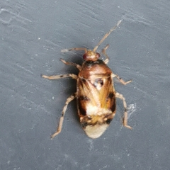 Deraeocoris lutescens