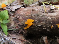 Dacrymycetaceae