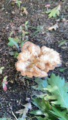 Laetiporus cincinnatus