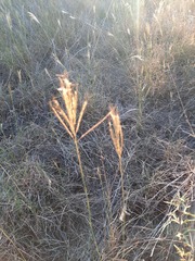 Dichanthium annulatum