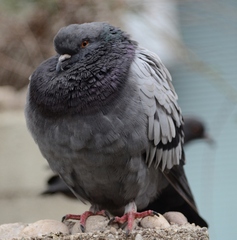 Columba livia domestica
