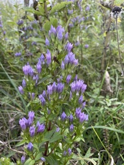 Gentianella quinquefolia