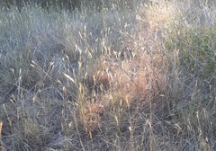 Dichanthium annulatum