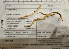 Clavulinopsis appalachiensis