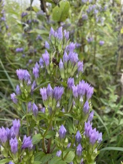 Gentianella quinquefolia