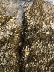 Phorcus turbinatus
