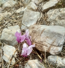 Cyclamen graecum graecum