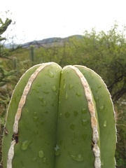 Lophocereus marginatus
