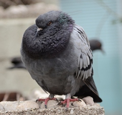 Columba livia domestica