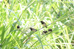 Lonchura leucogastroides