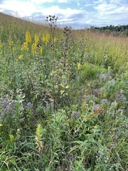 Gentianella quinquefolia