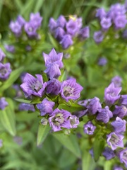Gentianella quinquefolia