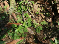Azolla caroliniana