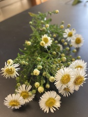 Erigeron annuus