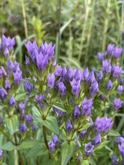 Gentianella quinquefolia