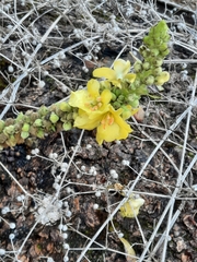 Verbascum densiflorum