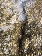 Phorcus turbinatus